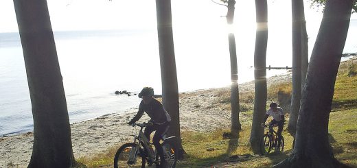 Mountainbike i Teglværksskoven langs Storebælt